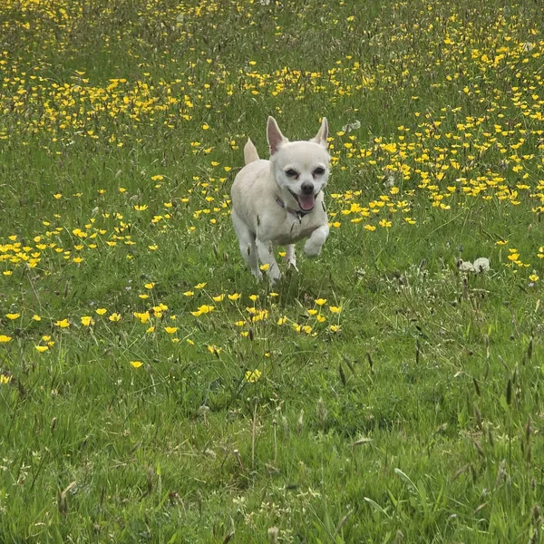 Crystal, dog