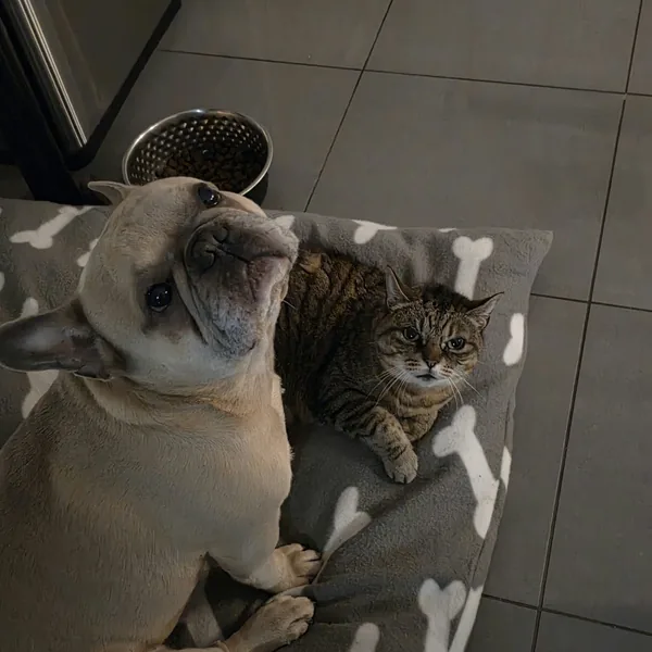 Frankie and BeuBeu, dog and cat