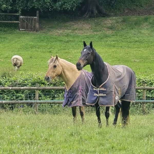 Macinnes and Leo, horses
