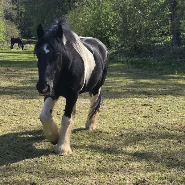 Roo, horse
