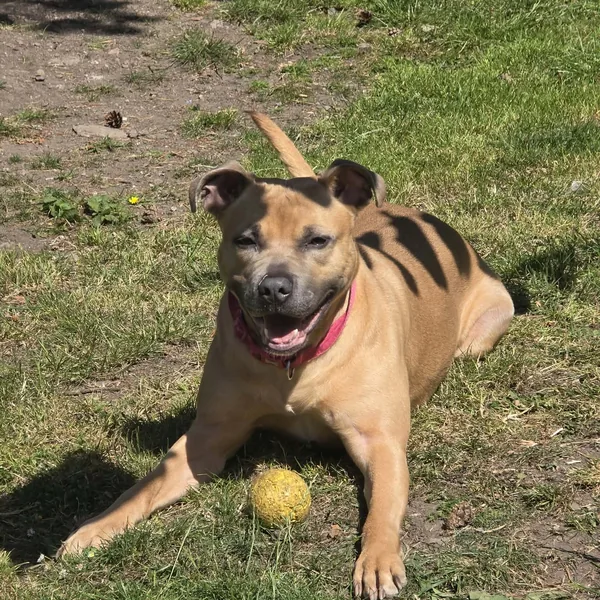 Skye, dog
