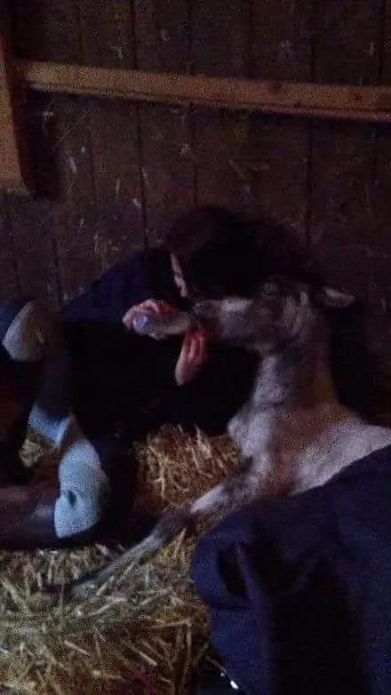 One of the animals Amber looks after