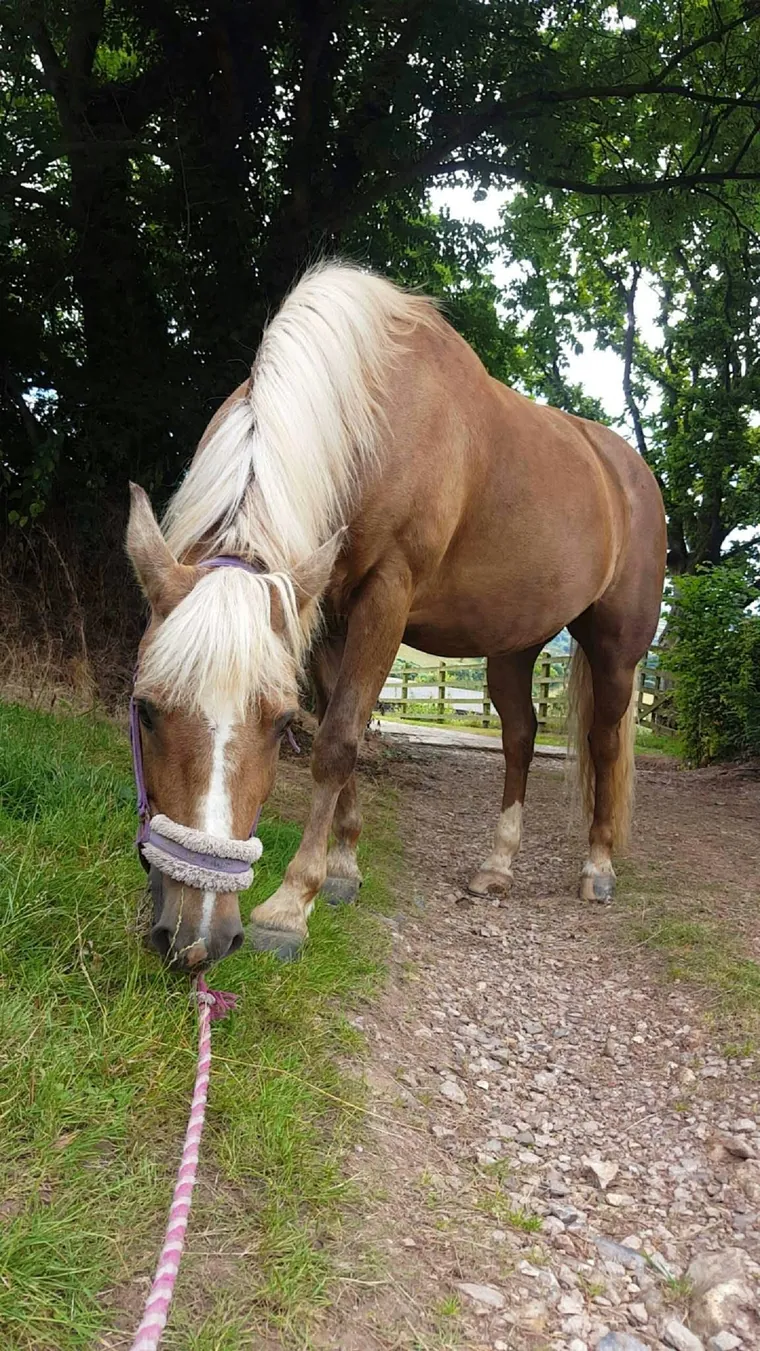 One of the animals Amber looks after