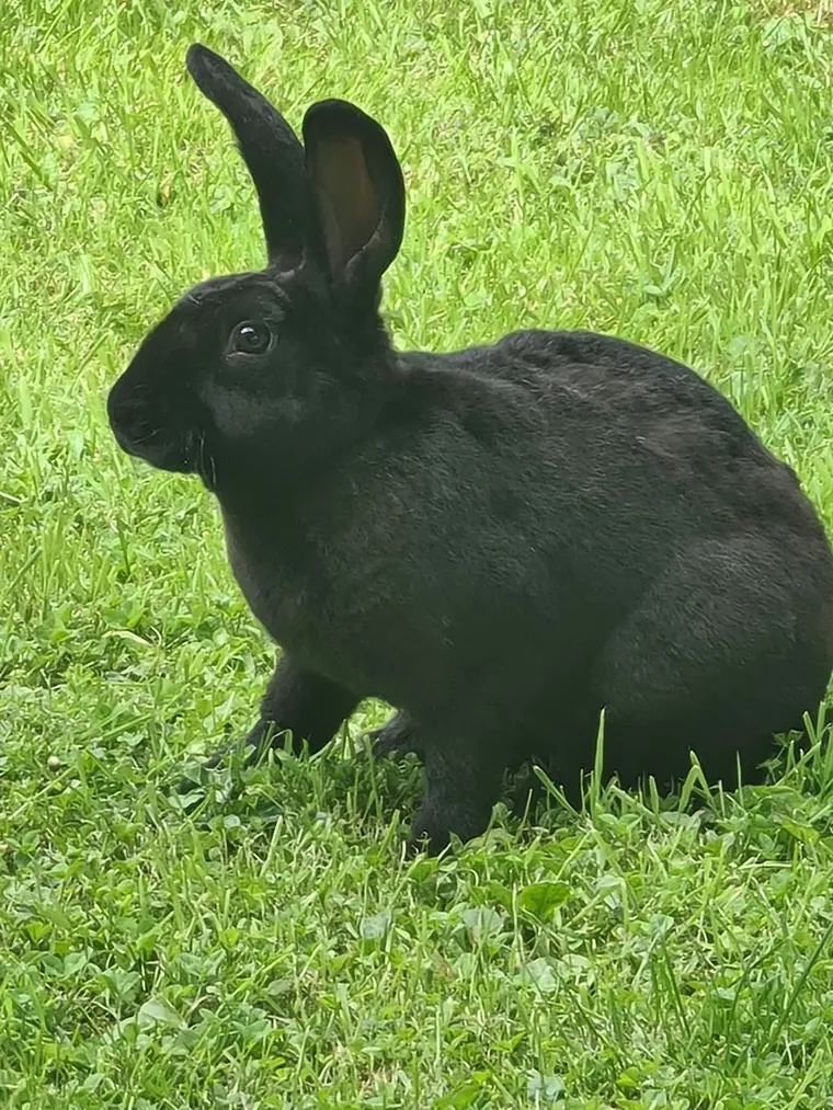 One of the animals Amber looks after