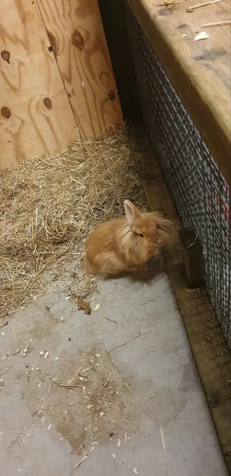One of the animals Amber looks after