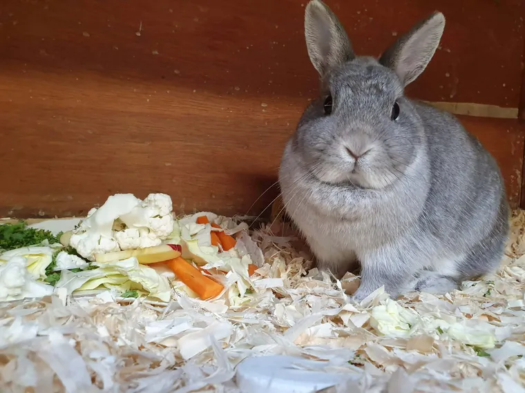 One of the animals Amber looks after