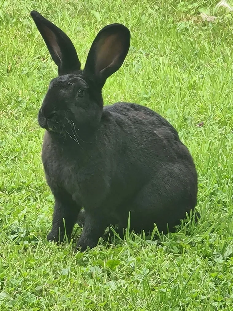 One of the animals Amber looks after