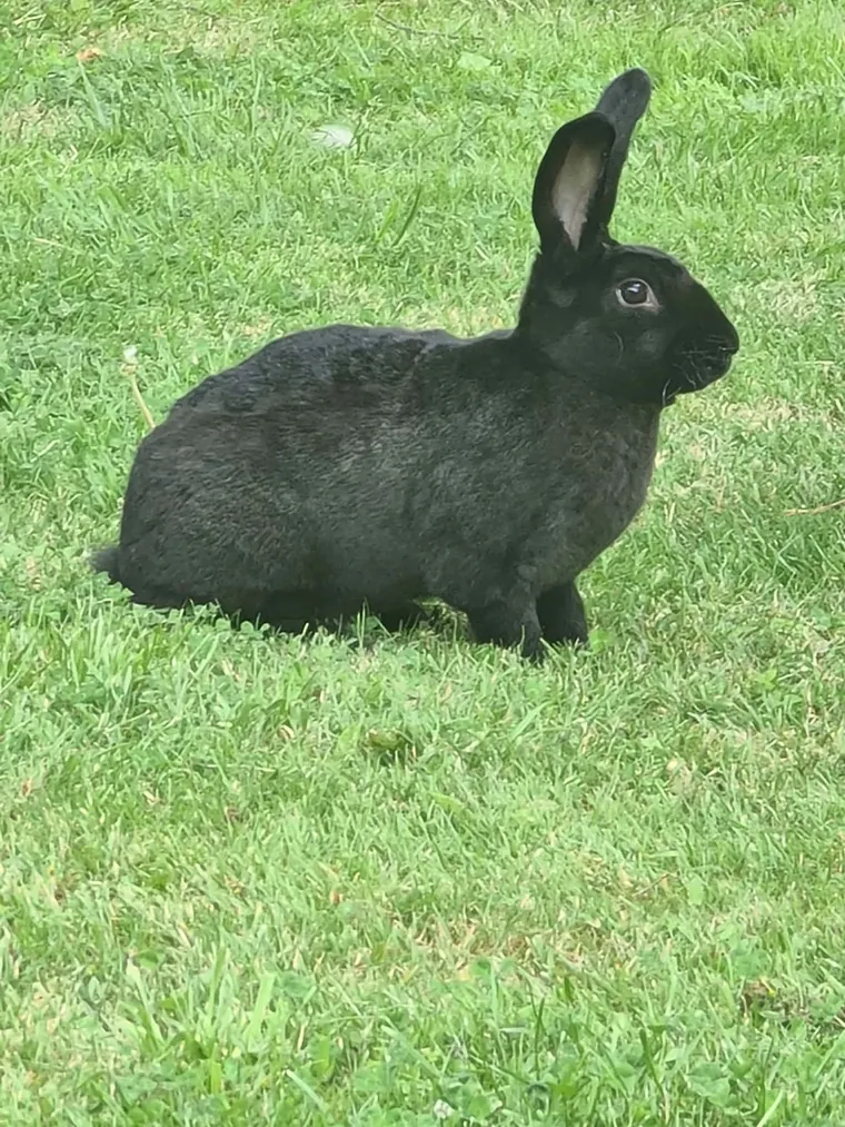 One of the animals Amber looks after