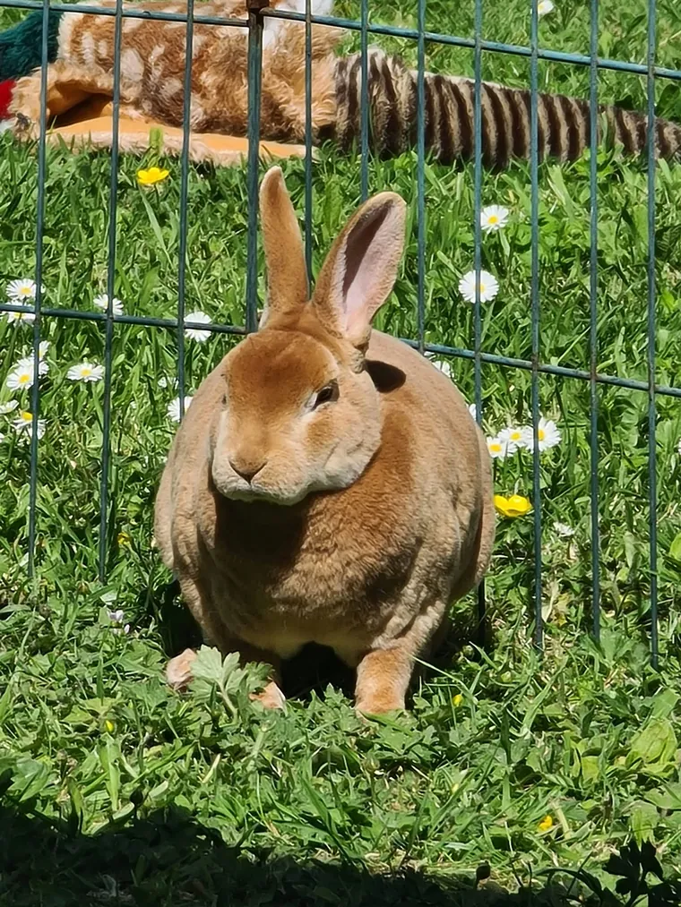 One of the animals Amber looks after