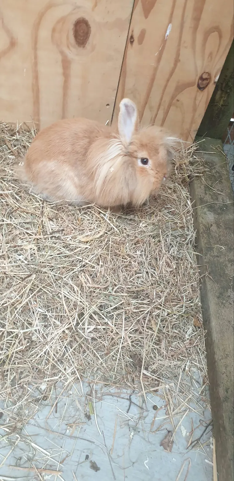 One of the animals Amber looks after