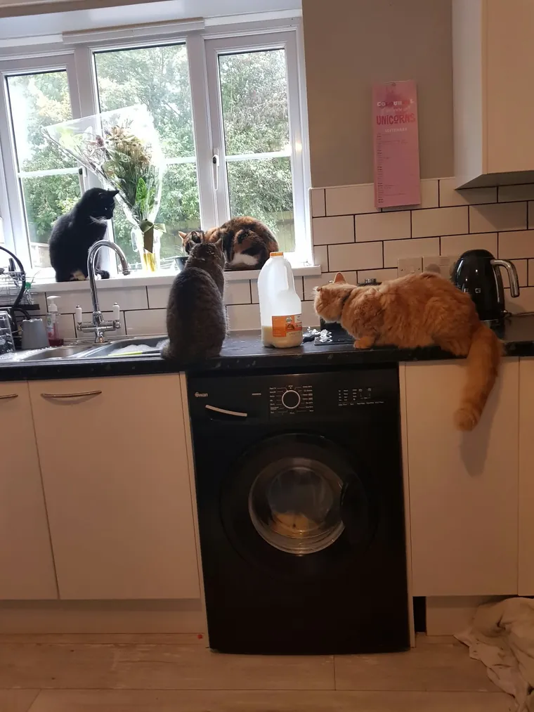 One of the animals Amber looks after