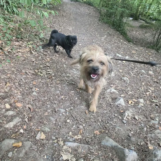 A dog out on a walk