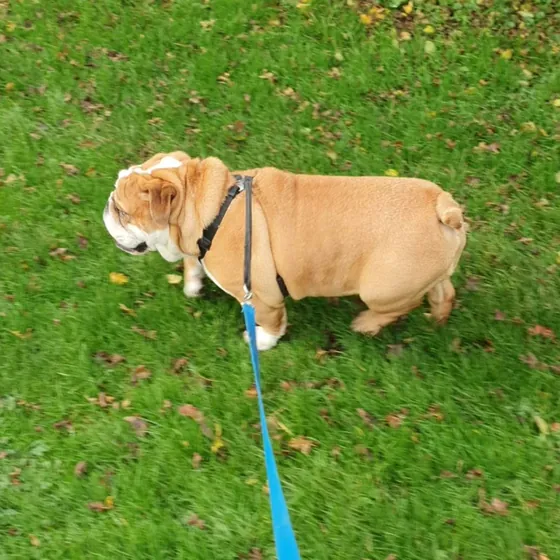 A dog out on a walk