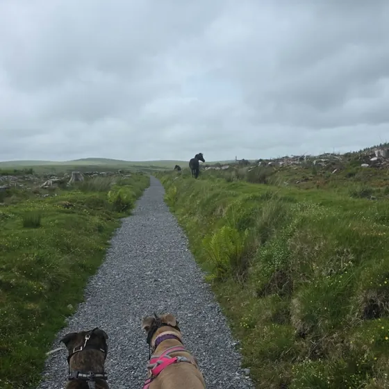 A dog out on a walk