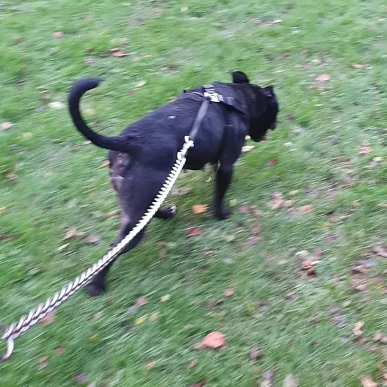 A dog out on a walk
