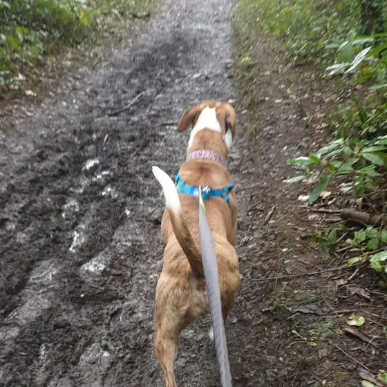 A dog out on a walk