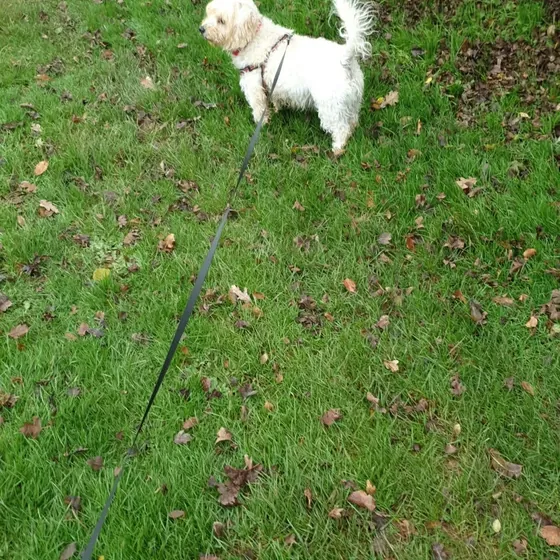 A dog out on a walk