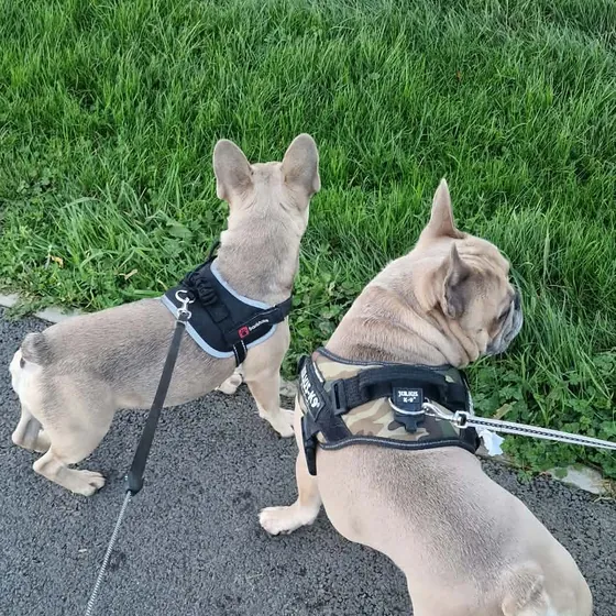 A dog out on a walk