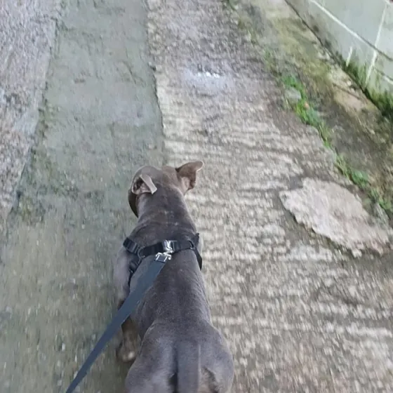 A dog out on a walk