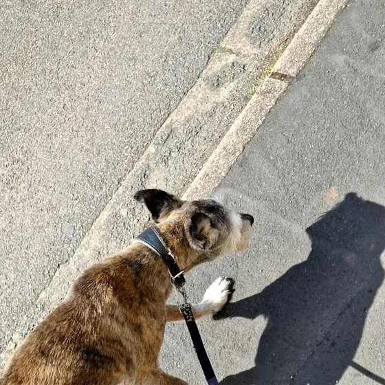 A dog out on a walk