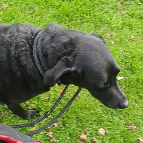 A dog out on a walk