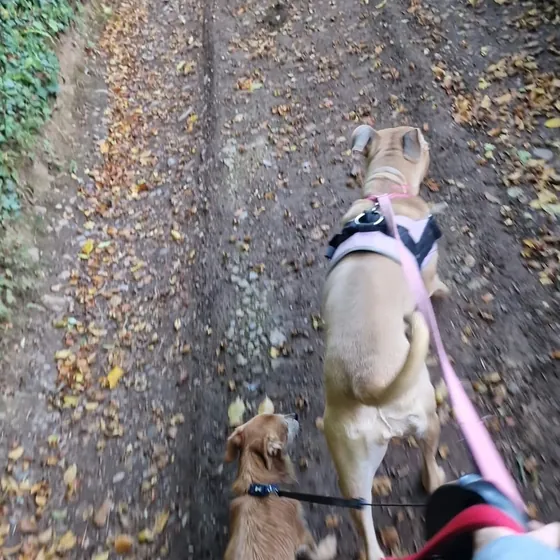 A dog out on a walk