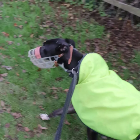 A dog out on a walk