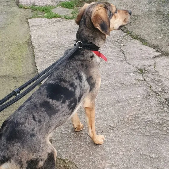A dog out on a walk