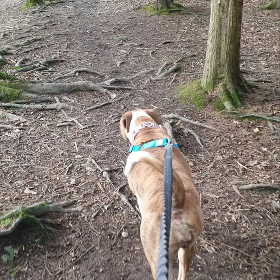 A dog out on a walk
