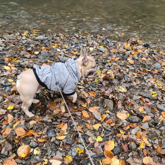 A dog out on a walk