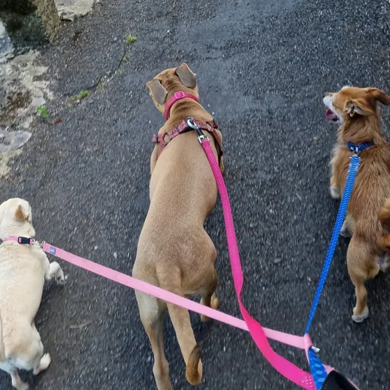 A dog out on a walk