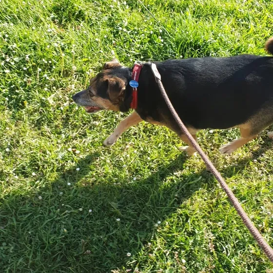A dog out on a walk