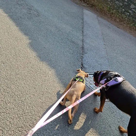 A dog out on a walk