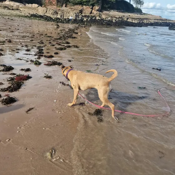 A dog out on a walk