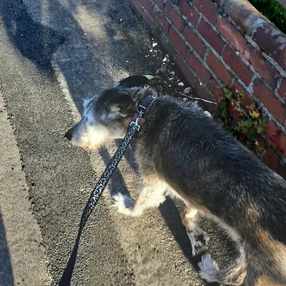 A dog out on a walk