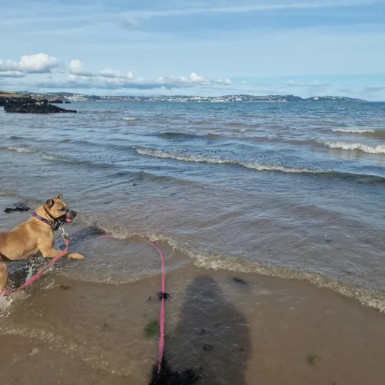 A dog out on a walk
