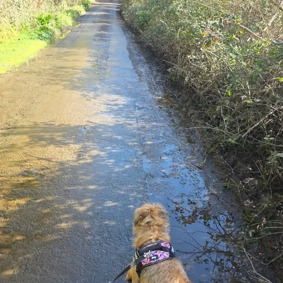 A dog out on a walk