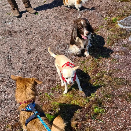 A dog out on a walk